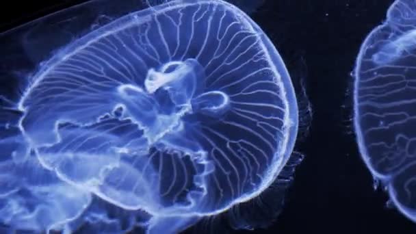 Medusas nadando en el acuario — Vídeos de Stock