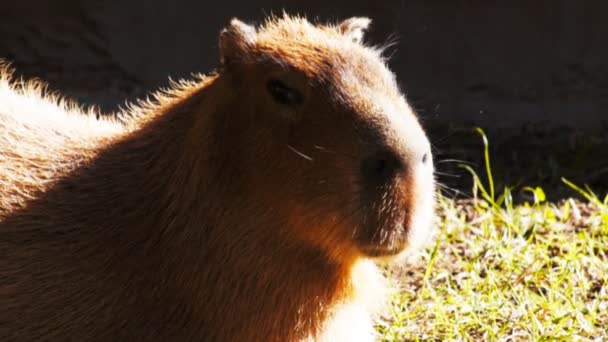 Närbild på en söt kapybara — Stockvideo