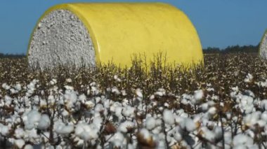 bir alanda pamuk balya yuvarlak