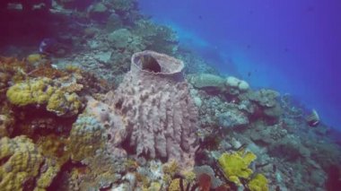 Balık gizler içinde varil sünger