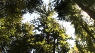 gölgelik bir kıyı redwood orman