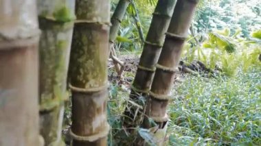 maui's Road hana dev bambu