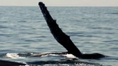 kambur balina tokat göğüs fin