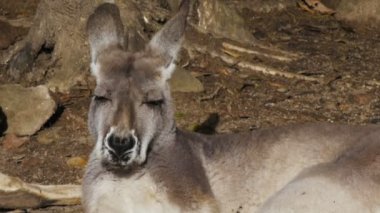 onun dilini alay kanguru