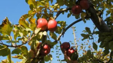  orchard çalışan bir ağaçtan elma toplama