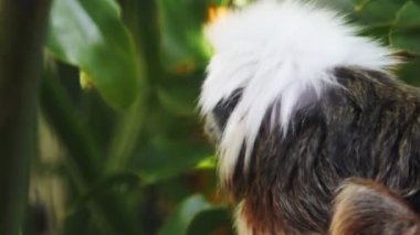 erkek pamuk en iyi pembe maymun