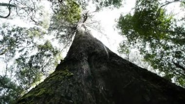 Dev bataklık sakız