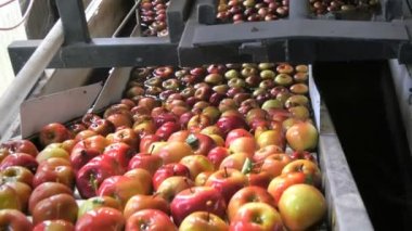 Elmalar yıkanır ve bir Konveyör bant seyahat