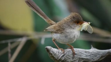 uperb peri wren bir böcek ile