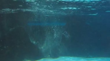 Sualtı Yüzme penguenler