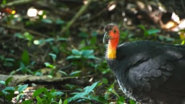 ustralian brushturkey yağmur ormanlarında