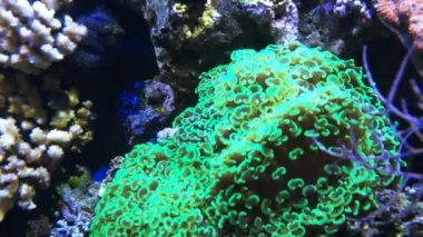 mercan koloni çekiç