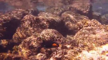 Achilles tang hanauma bay