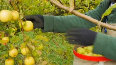 Huonville Avustralya-Nisan 2015 yaklaşık: taze pişmiş tane hamur mayası ekmek fırıncı döner