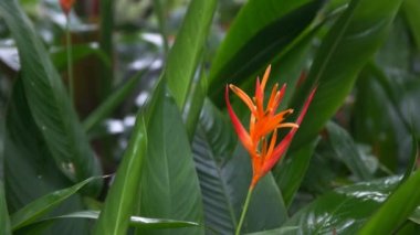 heliconia psittacorum çiçek Maui