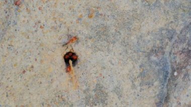 Spinifeks termitler çim getiriyor