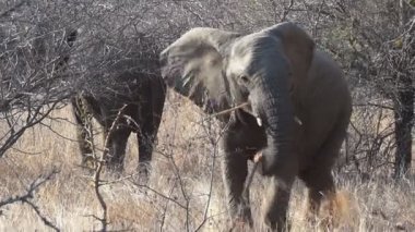 heyecanlı Afrika fili