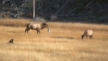 elks alanında otlatma