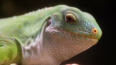 Yeşil Fiji kertenkele