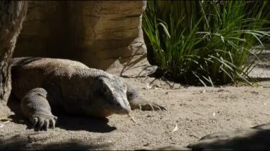 Endonezya komodo dragon