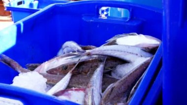 Flathead Balık pazarı için