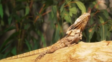 fırfırlı boyun kertenkele oturum açma oturur