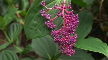 Medinilla magnifica meyveler