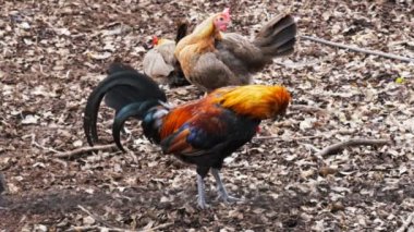 junglefowl horoz ve birkaç tavuk