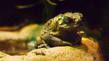 bir kayaya oturan kamışı kurbağa