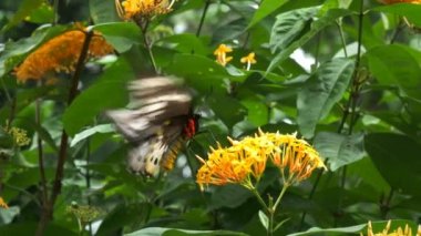 Kelebek çiçek besleme