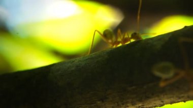 Karıncalar dal acele