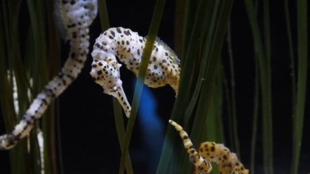 Big bellied seahorses — Stock Video