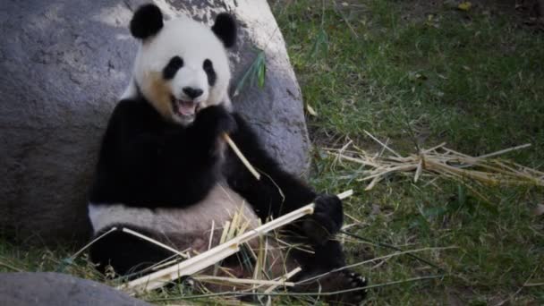 Панди їдять бамбука — стокове відео