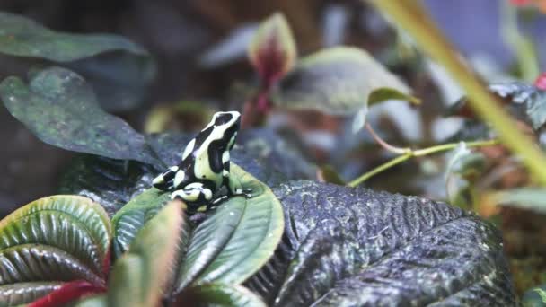 Kurbağa döner ve şerbetçiotu üzerindeki yeşil yaprak — Stok video