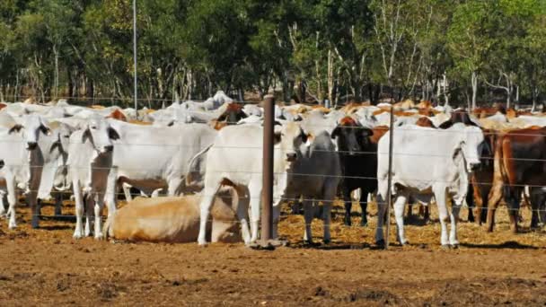 Brahman bovini da carne detenuti presso il cantiere — Video Stock