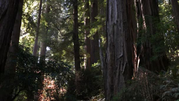 Coastal redwood trees — Stock Video