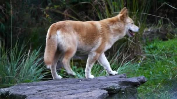 Australian dingo yawns — Stock Video