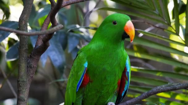 Papuga siedząca na gałęzi — Wideo stockowe