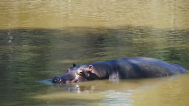 Hippo swims in freshwater — Stock Video