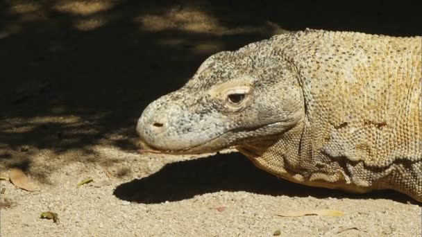 Komodo dragon hagedis — Stockvideo