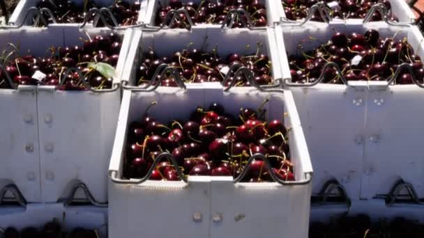 Papeleras de cerezas recién cosechadas — Vídeos de Stock