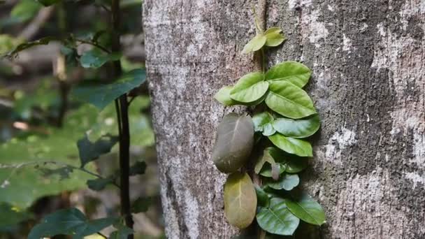 Bir ağaç gövdesinde büyüyen asma — Stok video
