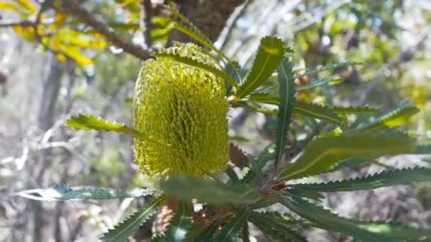 Άνθος λουλούδι banksia — Αρχείο Βίντεο