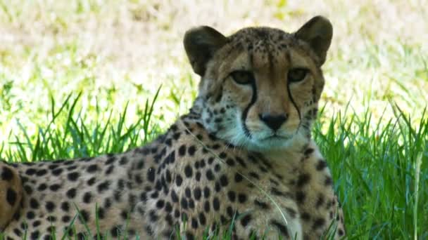 Close up of cheetah rests — Stock Video