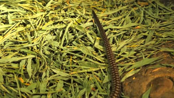 De staart van een king cobra — Stockvideo