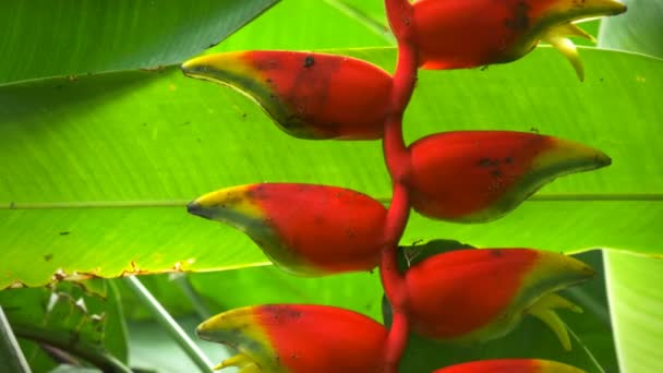 Beautiful heliconia flower — Stock Video