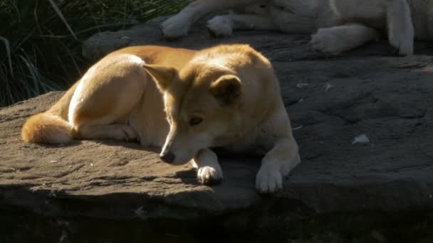 Dingo descansando sobre roca — Vídeo de stock