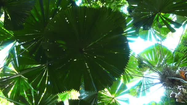 Blatt einer Fächerpalme im daintree Nationalpark — Stockvideo