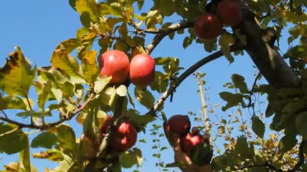 Trabalhador de pomar que escolhe maçãs de uma árvore — Vídeo de Stock