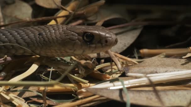 Serpiente marrón oriental — Vídeos de Stock
